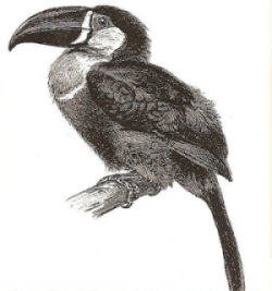 disegno di tucano